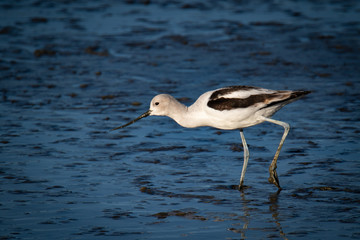 Waterfowl at San Francisco Bay