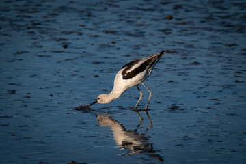 Waterfowl at San Francisco Bay