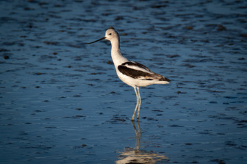 Obraz premium Waterfowl at San Francisco Bay