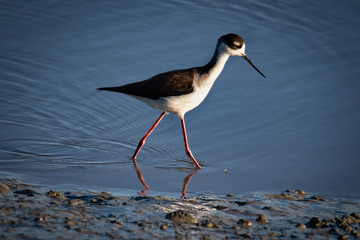 Waterfowl at San Francisco Bay