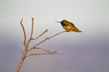 Waterfowl at San Francisco Bay