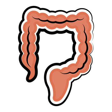 Human large intestine. Colored sketch. Vector illustration design