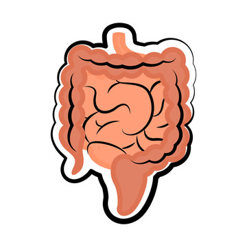 recommend clip art: Small and large intestines. Colored sketch. Vector illustration design