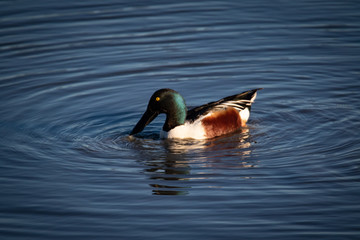 Waterfowl at San Francisco Bay