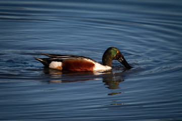 Waterfowl at San Francisco Bay