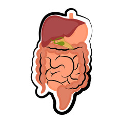 Human digestive system. Colored sketch. Vector illustration design