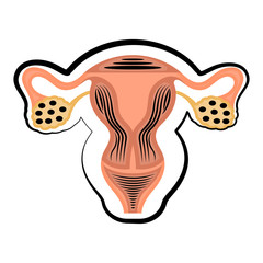 Cut of female reproductive system. Colored sketch. Vector illustration design