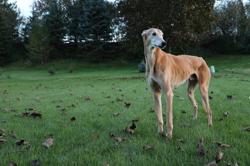 Obraz na płótnie Canvas Skinny greyhound posing in a field