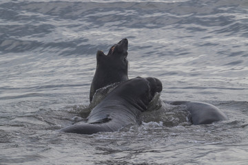 Naklejka premium ano nuevo elephant seals