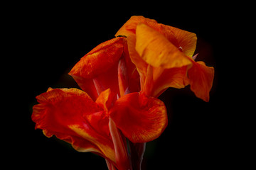 Fototapeta na wymiar Orange Canna Flower, Tropical Flower, Canon EOS 7D