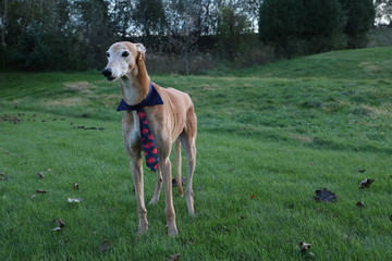 Handsome male greyhound sporting a tie