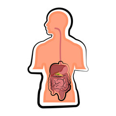 Human digestive system in a man body. Colored sketch. Vector illustration design