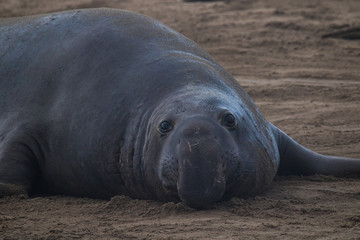 ano nuevo elephant seals
