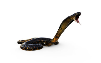 Obraz premium 3d Illustration King Cobra The World's Longest Venomous Snake Isolated on White Background, King Cobra Snake, 3d Rendering