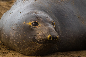 ano nuevo elephant seals