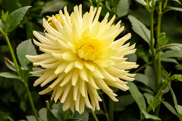 Yellow Dahlia