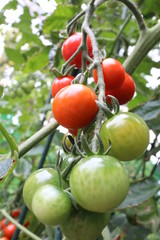 庭のミニトマト