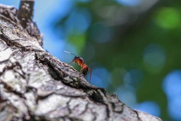 close up shot for ants walking on tree