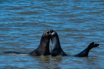 ano nuevo elephant seals