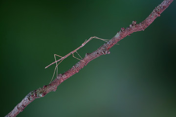 Walking stick insect or Phasmids (Phasmatodea or Phasmatoptera) also known as stick insects, stick-bugs, walking sticks, bug sticks or ghost insect. Selective focus, blurred background with copy space