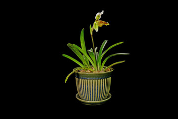 Venus slipper orchid : Paphiopedilum exul is a species of orchid endemic to peninsular Thailand. Paphiopedilum, often called the Venus slipper, a genus of the lady slipper orchid subfamily. Isolated.