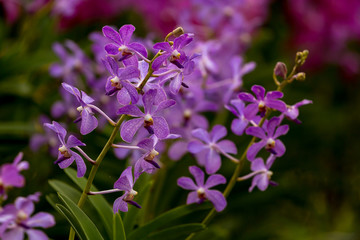 Obraz premium purple orchid in garden