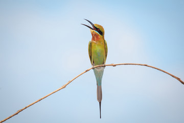 Blue-tailed bee-eater, bird
