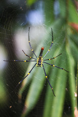 spider on a web