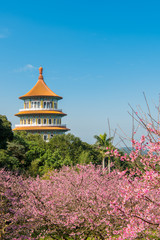 Sakura cherry blossom at Tianyuan temple, Taipei, Taiwan
