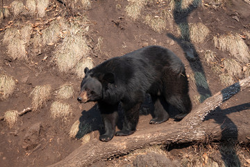 Asian black bear (Ursus thibetanus, Selenarctos thibetanus)