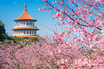 Sakura cherry blossom at Tianyuan temple, Taipei, Taiwan