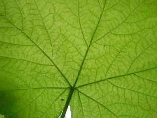 Fototapeta na wymiar Close-up of a back lit green leaf showing texture and leaf veins in western California