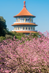 Sakura cherry blossom at Tianyuan temple, Taipei, Taiwan