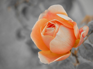 Peach garden rose with gray background