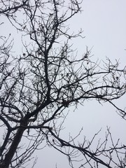 Leafless spikes and cloudy weather 