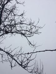 Tree against the background of the blue sky. Spring.The ill tree