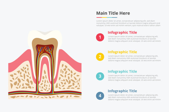 tooth structure infographic with some point title description for information template - vector