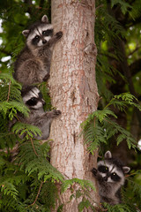 Raccoons