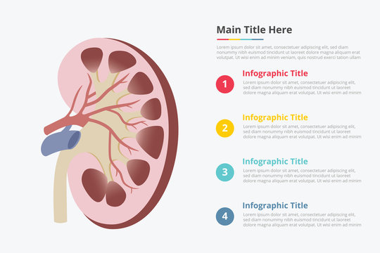 human kidney infographic with some point title description for information template - vector
