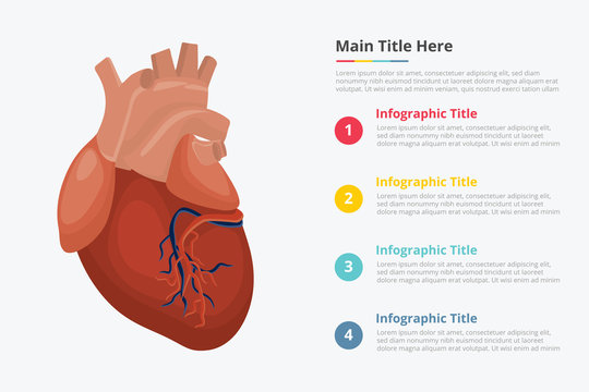 human heart infographic with some point title description for information template - vector