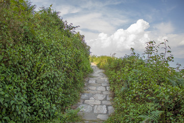 trail among the green bushes against the blue sky and white clouds