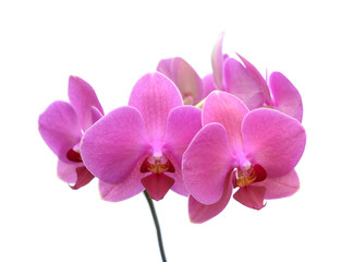 Fototapeta premium Orchid flowers