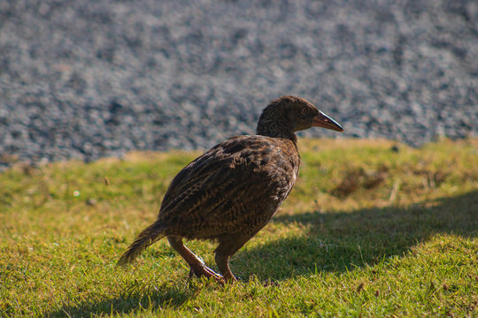 Weka bird in New Zealand, one of their wingless birds who are not able to fly same as the kiwi