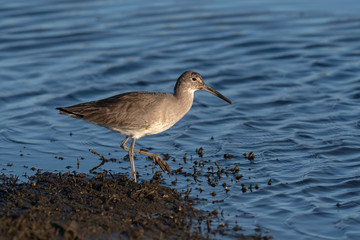 Willet hunting for mud worms