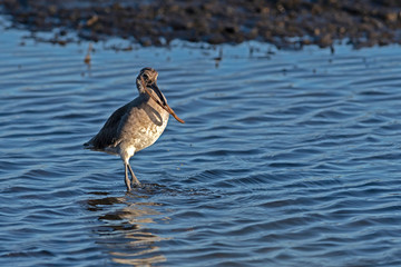 Willet hunting for mud worms