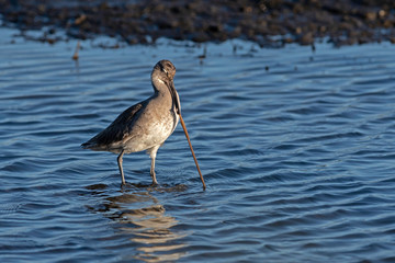 Willet hunting for mud worms