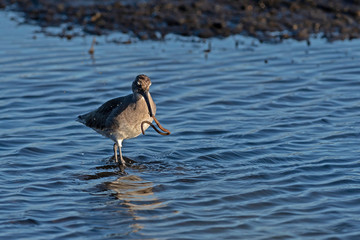 Willet hunting for mud worms