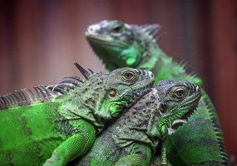 Green iguana in nature.