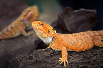 Bearded Dragon Llizard Lying On the timber.