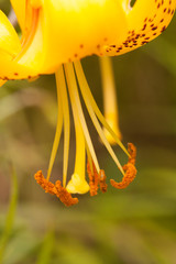 The flower of a yellow lily growing in a summer garden.